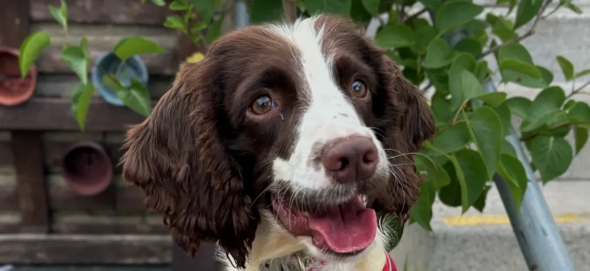 Sponsor A Dog