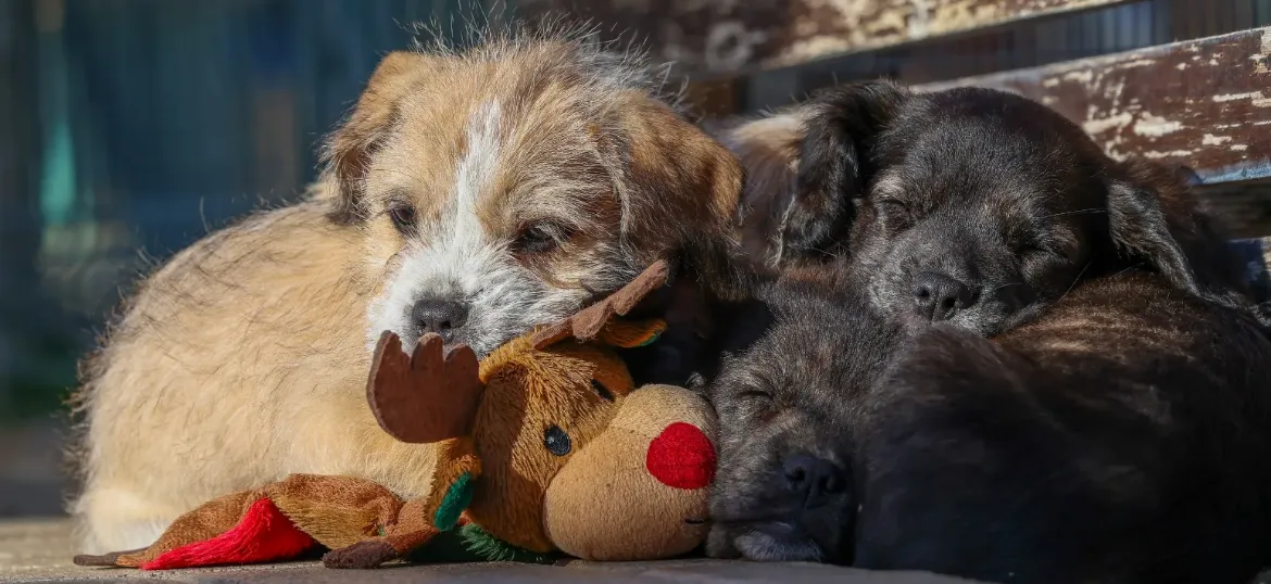DogsnHomes Rescue