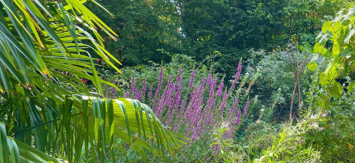 The South London Botanical Institute