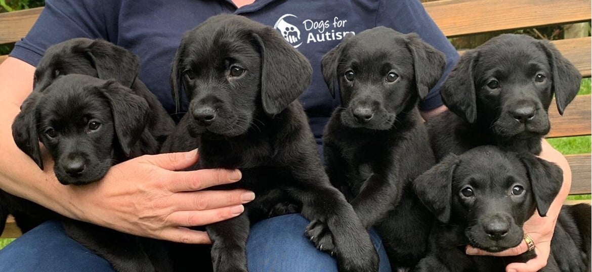 Dogs for Autism
