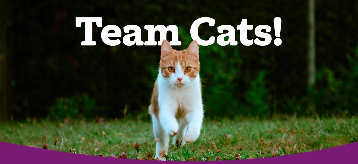 Cats Protection