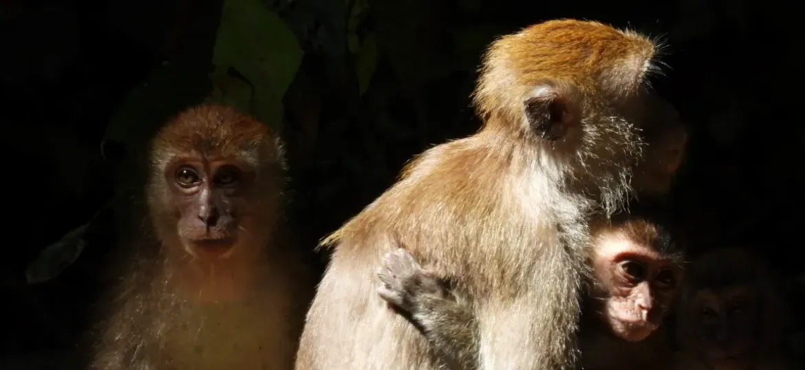 ZSL (Zoological Society of London)