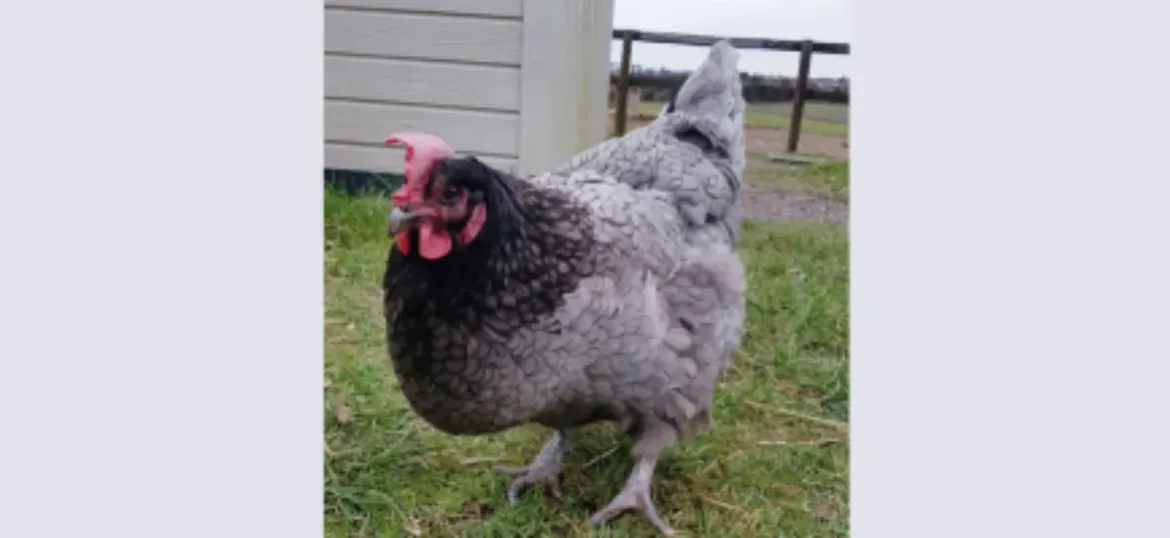 Sponsorship for Marjorie