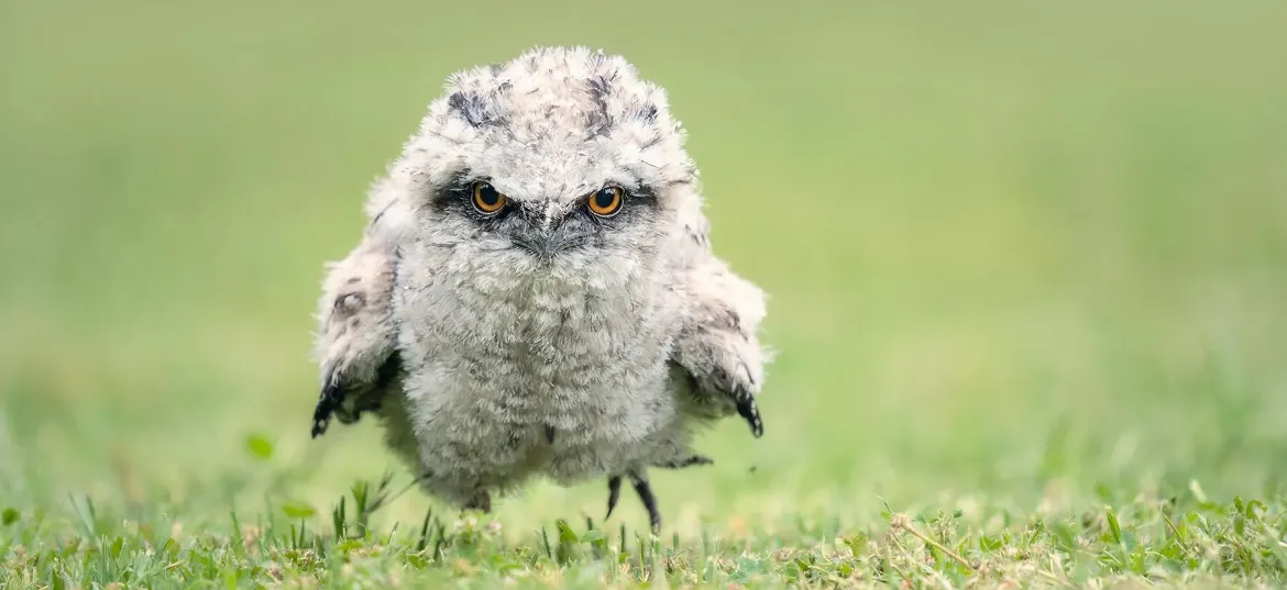 RSPB