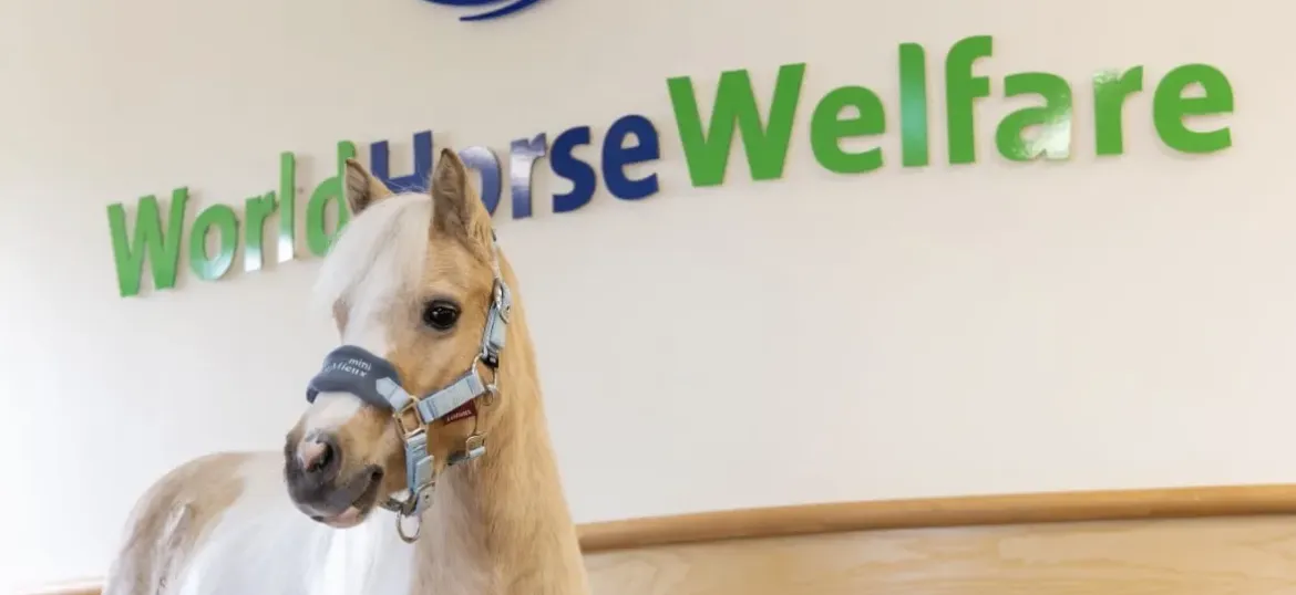 World Horse Welfare