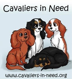 Cavaliers In Need NI