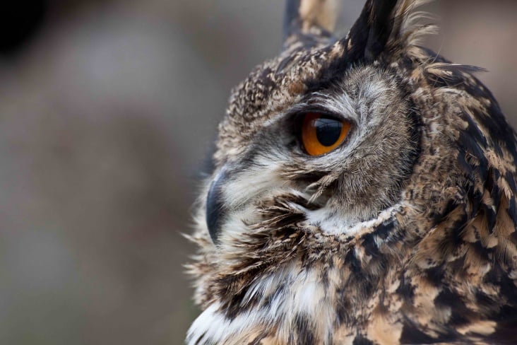 The Owls Trust