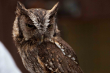 The Owls Trust