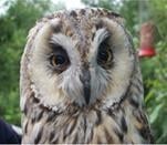 The Owls Trust