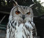 The Owls Trust