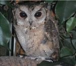 The Owls Trust