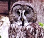 The Owls Trust