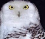 The Owls Trust