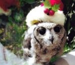 The Owls Trust