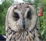 The Owls Trust