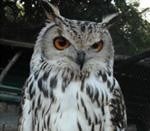 The Owls Trust