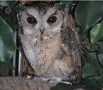 The Owls Trust