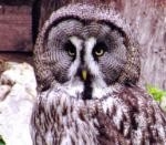 The Owls Trust
