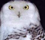 The Owls Trust