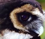 The Owls Trust