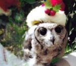 The Owls Trust