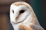 The Owls Trust