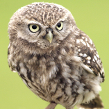 Suffolk Owl Sanctuary