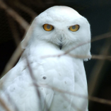 Suffolk Owl Sanctuary