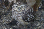 The Owls Trust