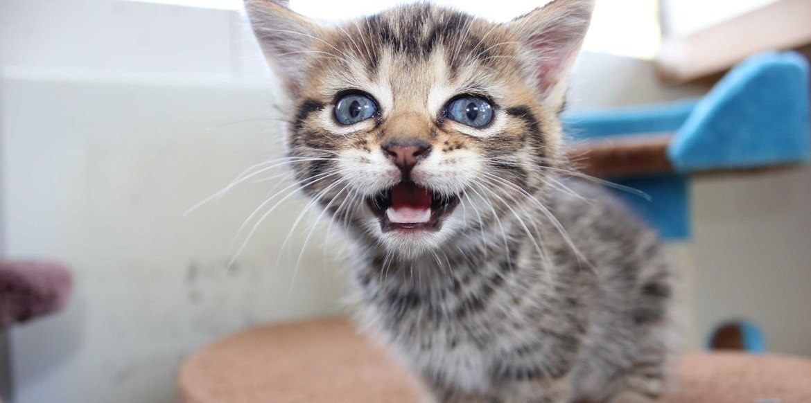 Romney House Cat Rescue