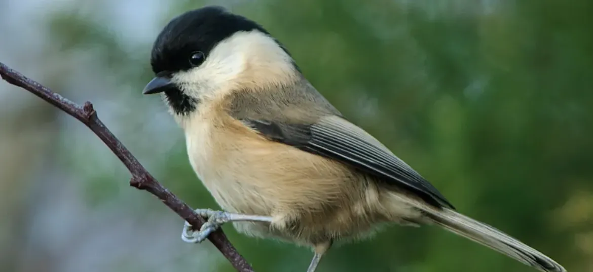 The Wildlife Trust for Lancashire, Manchester and North Merseyside