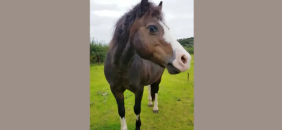 Sponsorship for Sophie
