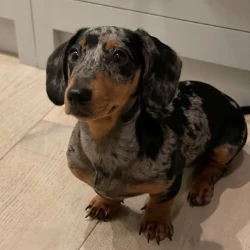 Doris' Walkies