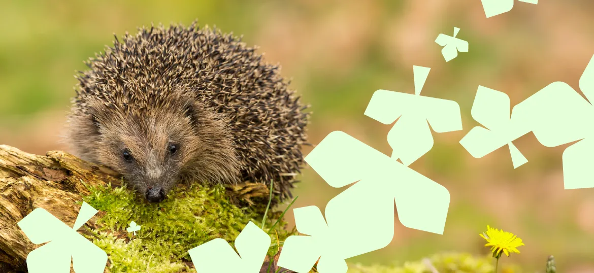 Run for Nature at Chester Zoo March 2026