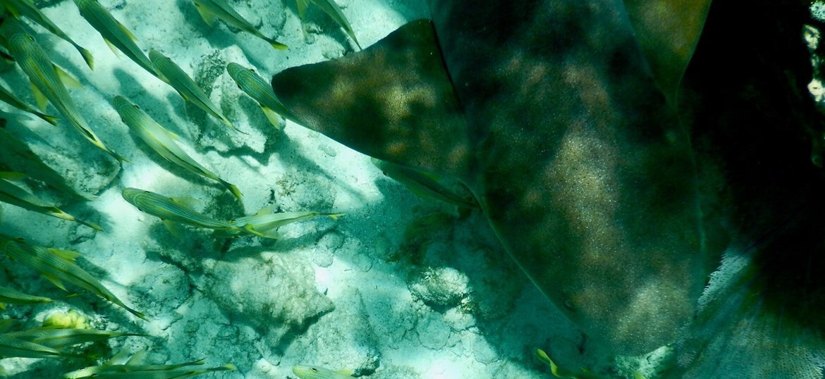 The Shark Trust