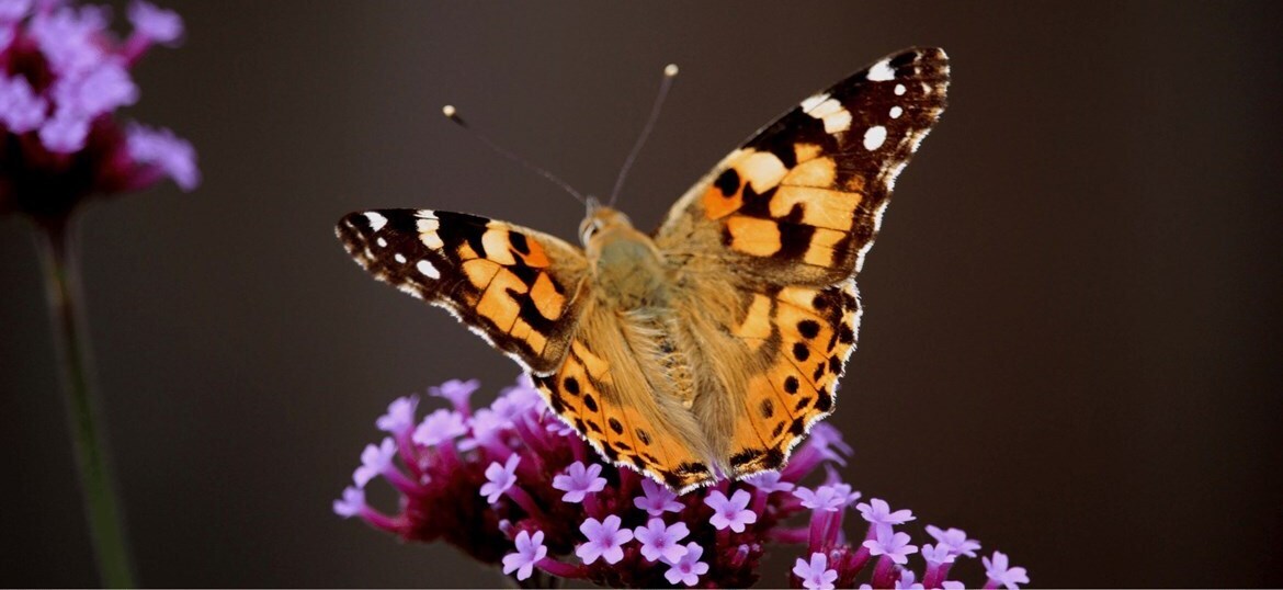 Give in Memory - Willow Burn Hospice
