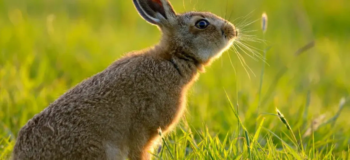 Essex Wildlife Trust