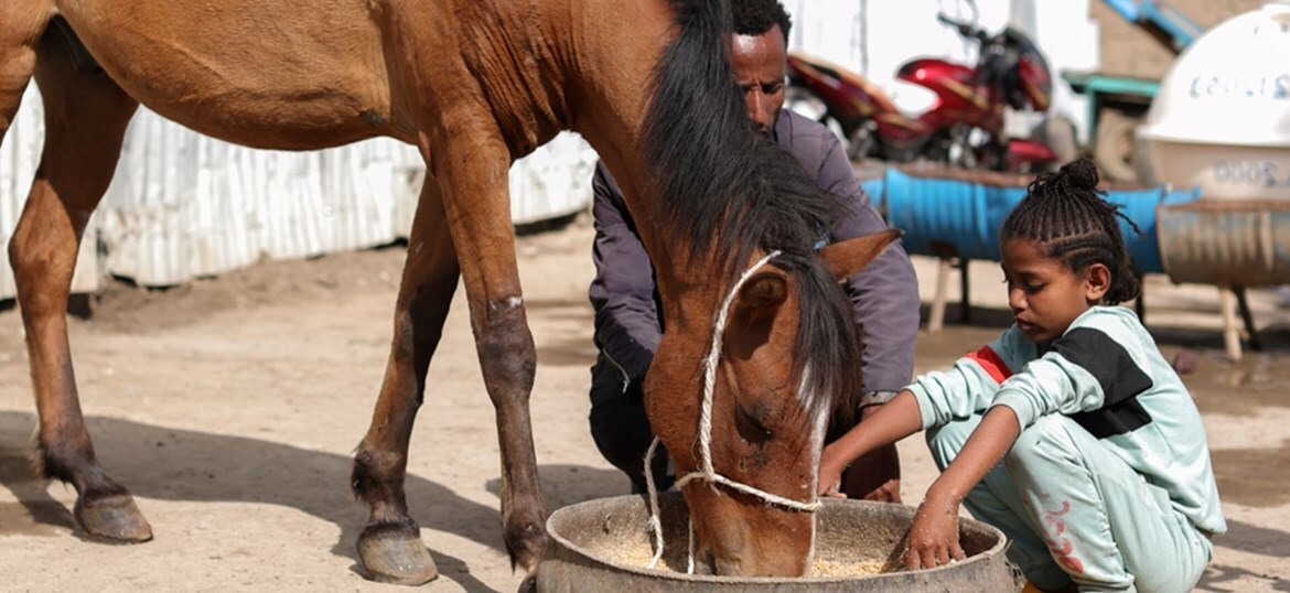 Brooke Action for Working Horses and Donkeys