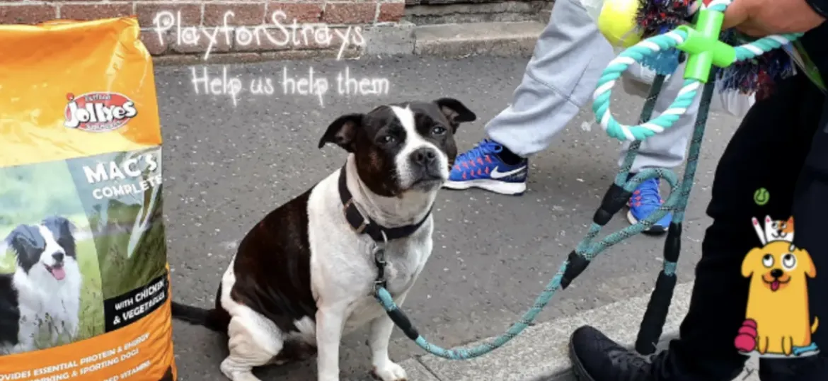 PlayforStrays