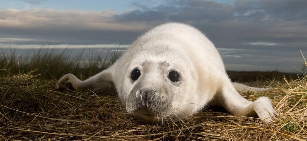 WWF - UK