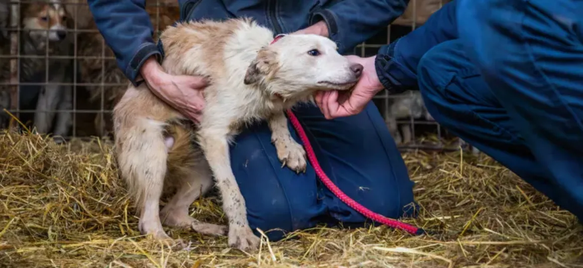RSPCA Isle of Wight