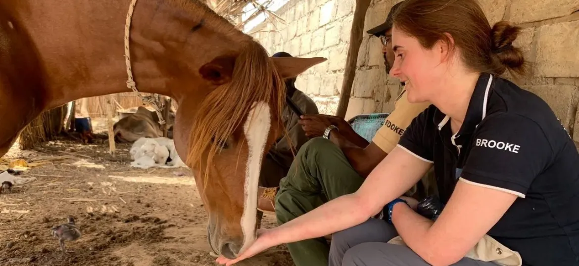 Brooke Action for Working Horses and Donkeys
