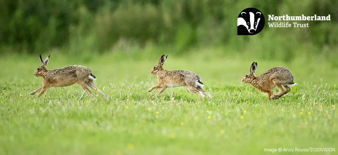 Northumberland Wildlife Trust