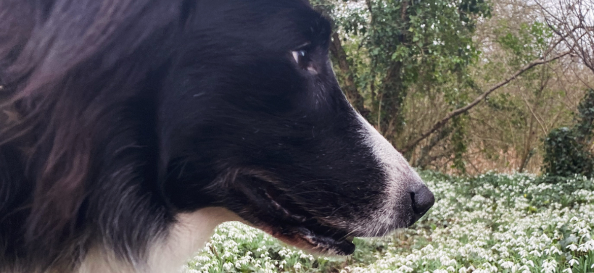 Friends Of Animals Wales