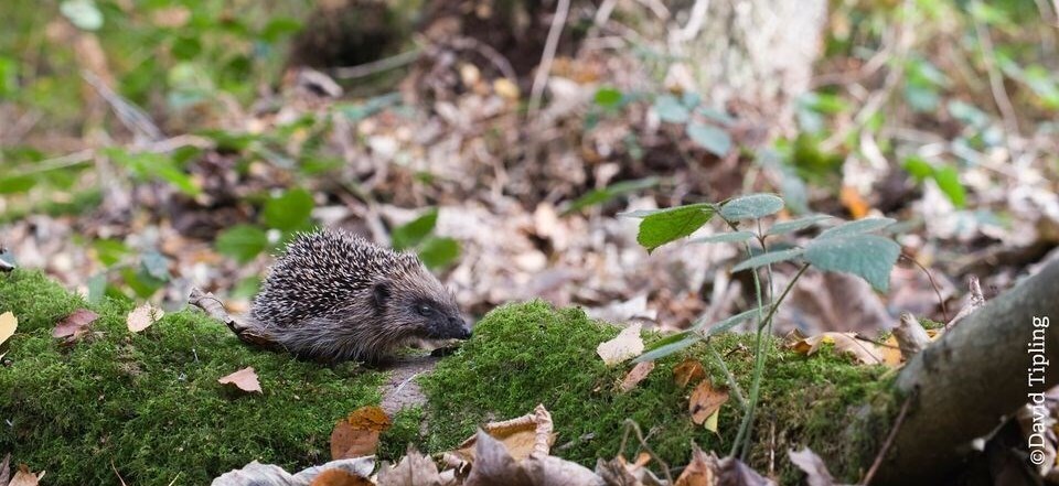 Norfolk Wildlife Trust