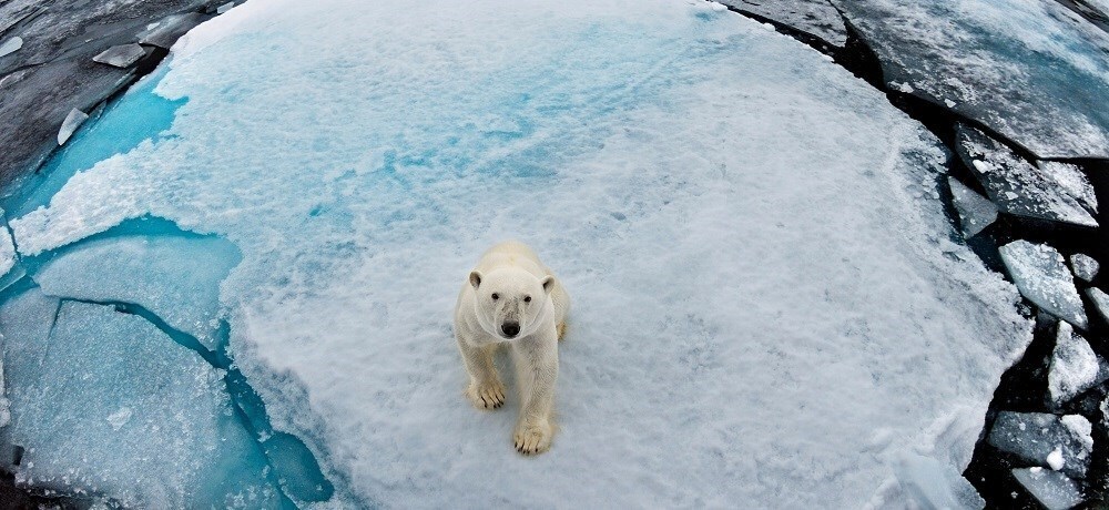 WWF - UK