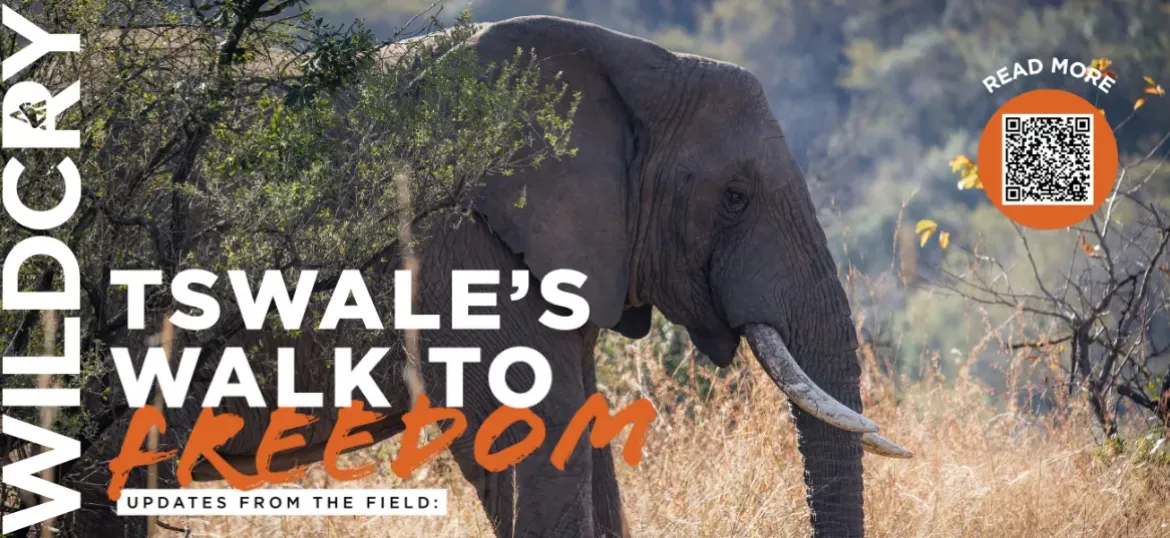 WILL YOU GIVE ANIMALS A CHANCE FOR THEIR INSTINCTS TO LEAD THEM HOME.
