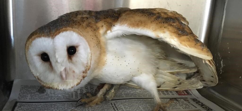Barn Owl Operations