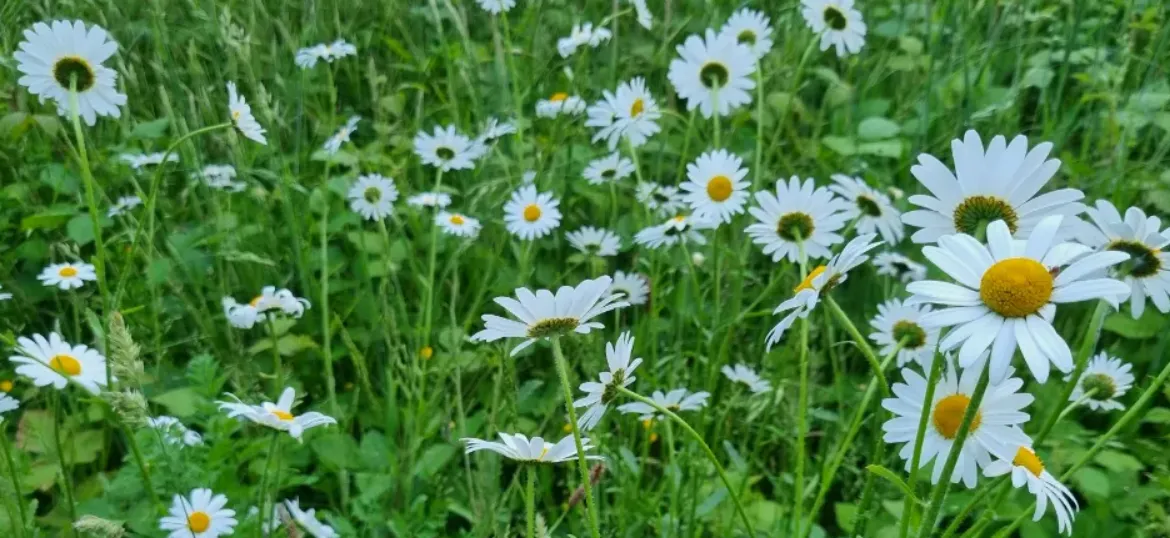 CPRE Hampshire Magnificent Meadows