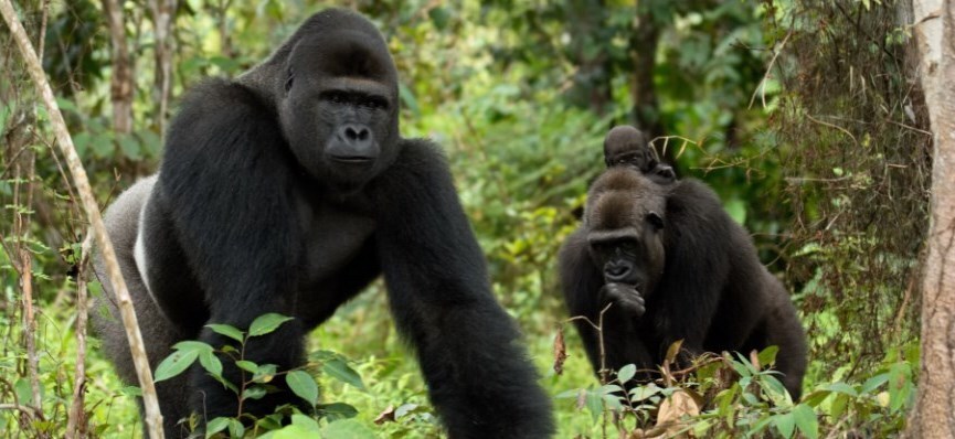 Support our work in Congo & Gabon